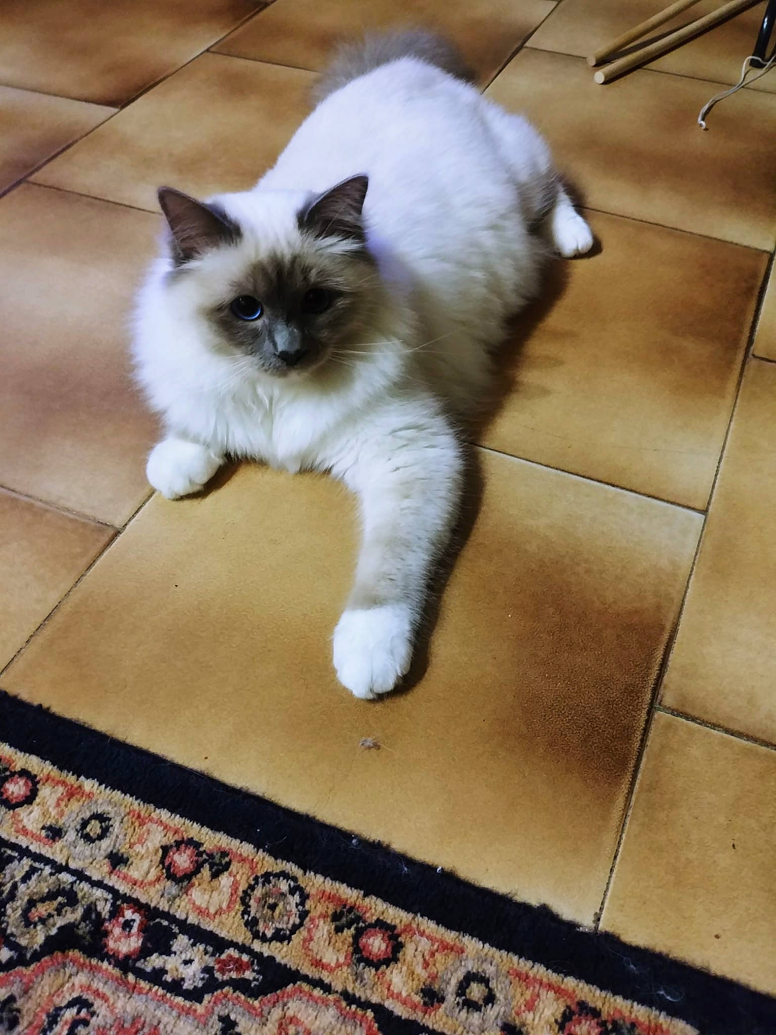 Siegfried participe au concours pour gagner de l'argent avec cette photo : birman, carnivore, cat, door_mat, fawn, felidae, floor, flooring, foot, fur, hardwood, mat, siamese, small_to_medium_sized_cats, snout, tail, terrestrial_animal, thai, tile_flooring, whiskers