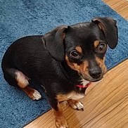 Chanel joined the competition — help win amazing prizes! black_and_tan, blue_rug, closeup, companion, curious, dog, ears, eyes, floor, hardwood_floor, indoor, looking_up, mat, paws, pet, portrait, puppy, red_collar, sitting, small_dog