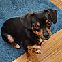 black_and_tan, blue_rug, closeup, companion, curious, dog, ears, eyes, floor, hardwood_floor, indoor, looking_up, mat, paws, pet, portrait, puppy, red_collar, sitting, small_dog