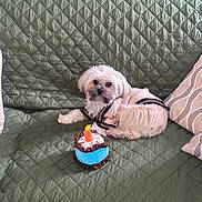 Bear is registered to the contest to win money with this photo: dog, small_dog, puppy, white_dog, sweater, plush_toy, birthday_cake_toy, couch, green_couch, quilted_couch_cover, pillows, indoor, pet, cute, cozy, relaxed, furniture, living_room, animal, toy