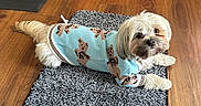 Bear joined the competition — help win amazing prizes! clothing, cozy, cute, dog, eyes, face, hardwood_floor, indoors, long_hair, looking_at_camera, mat, paw, pet, portrait, relaxed, rug, small_dog, sweater, teddy_pattern, white_fur