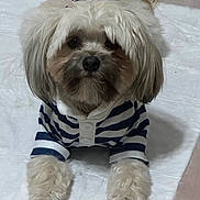 Bear is registered to the contest to win money with this photo: closeup, collar, cute, dog, eyes, face, fur, furry, groomed, hardwood_floor, indoor, long_hair, lying_down, nose, paws, pet, portrait, small_dog, striped_shirt, white_sheet