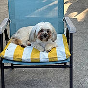 Bear is registered to the contest to win money with this photo: animal, blue, chair, concrete, cushion, cute, dog, domestic_animal, fluffy, garden, outdoor, pet, relaxing, resting, shadow, small_dog, summer, sunlight, white, yellow