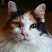 Butterscotch is registered to the contest to win money with this photo: cat, calico, fluffy, green_eyes, close_up, portrait, feline, whiskers, ears, fur, animal, pet, indoor, looking_at_camera, face, muzzle, nose, long_hair, domestic_cat, cute