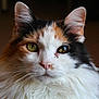 cat, calico, fluffy, green_eyes, close_up, portrait, feline, whiskers, ears, fur, animal, pet, indoor, looking_at_camera, face, muzzle, nose, long_hair, domestic_cat, cute