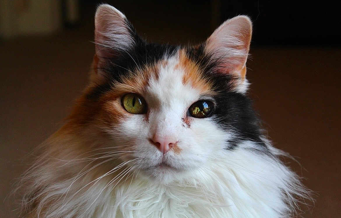 Butterscotch is registered to the contest to win money with this photo: cat, calico, fluffy, green_eyes, close_up, portrait, feline, whiskers, ears, fur, animal, pet, indoor, looking_at_camera, face, muzzle, nose, long_hair, domestic_cat, cute