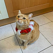 Roxy participe au concours pour gagner de l'argent avec cette photo : cat, collar, curious, cute, domestic_cat, ears, feline, festive, floor, ginger_cat, holiday, indoor, kitchen, looking_up, pet, red_collar, sitting, tile_floor, whiskers, white_fur