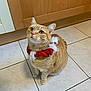 cat, collar, curious, cute, domestic_cat, ears, feline, festive, floor, ginger_cat, holiday, indoor, kitchen, looking_up, pet, red_collar, sitting, tile_floor, whiskers, white_fur
