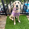 Willow joined the competition — help win amazing prizes! dog, pet, artificial_grass, balcony, wooden_floor, purple_shirt, collar, bow, tree, greenery, outdoor, fence, car, parked_car, sitting, canine, portrait, daylight, cute, domestic_animal
