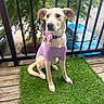 Willow is registered to the contest to win money with this photo: dog, pet, purple_shirt, bow_tie, artificial_grass, wooden_floor, balcony, metal_railings, tree, greenery, car, blue_car, outdoor, sitting, canine, collar, young_dog, daylight, cute, attentive