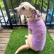 Willow is registered to the contest to win money with this photo: dog, purple_shirt, bow, artificial_grass, balcony, railing, outdoor, pet, canine, sitting, looking_back, leafy_background, parked_cars, wooden_floor, cute, apparel, domestic_animal, summer, daytime, animal_portrait