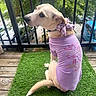 dog, purple_shirt, bow, artificial_grass, balcony, railing, outdoor, pet, canine, sitting, looking_back, leafy_background, parked_cars, wooden_floor, cute, apparel, domestic_animal, summer, daytime, animal_portrait