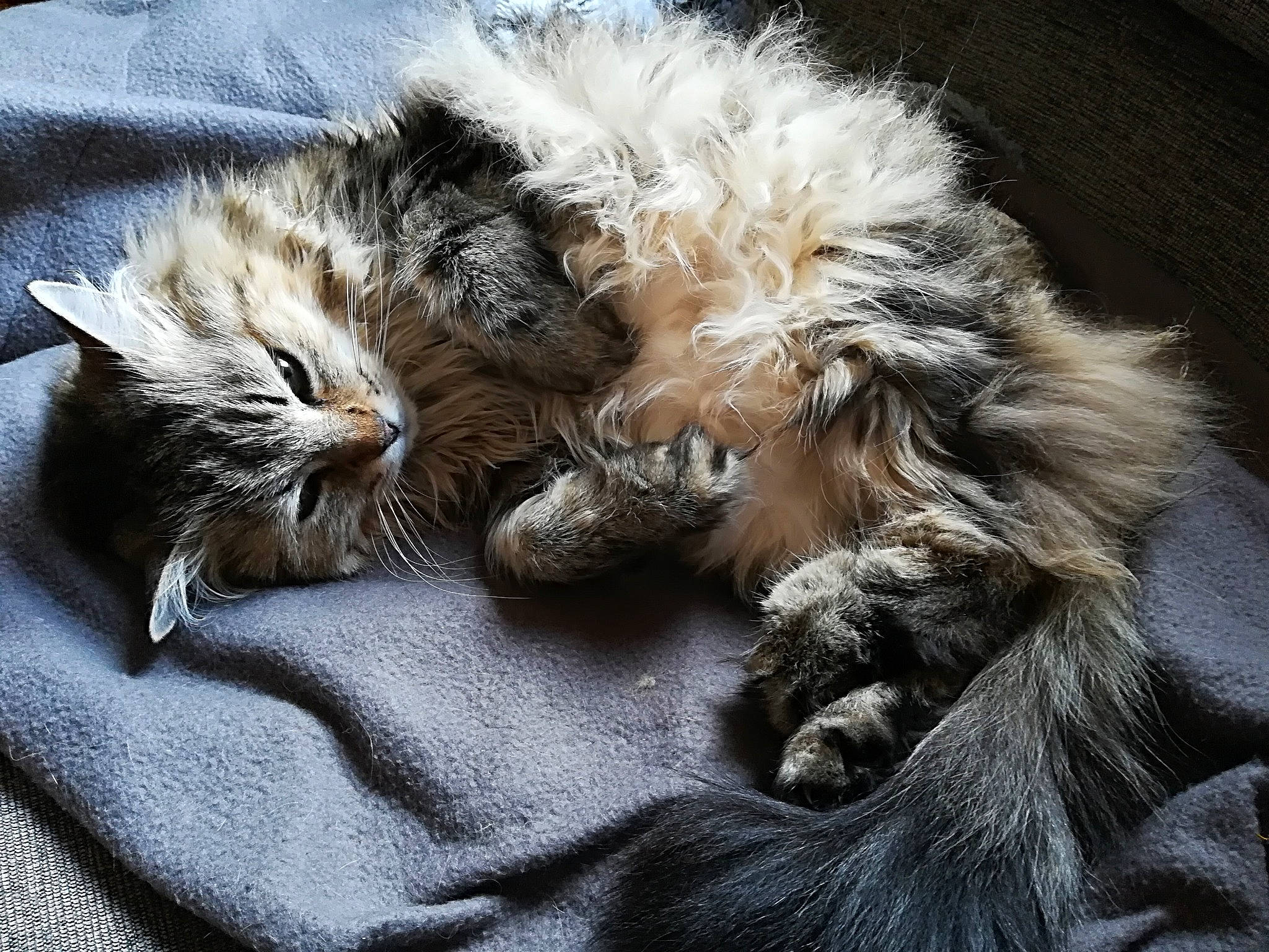 Sucrette participe au concours pour gagner de l'argent avec cette photo : carnivore, cat, claw, comfort, companion_dog, felidae, fur, grey, maine_coon, nap, natural_material, paw, sleep, small_to_medium_sized_cats, snout, tail, terrestrial_animal, whiskers