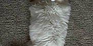 Nilla is registered to the contest to win money with this photo: cat, fluffy, relaxed, lying_down, carpet, indoor, pet, fur, tail, paws, white, beige, cozy, soft, resting, animal, cute, mammal, domestic, quiet