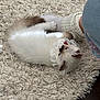 Nilla joined the competition — help win amazing prizes! kitten, cat, lace_collar, white_fur, blue_eyes, carpet, rug, sock, foot, jeans, indoor, pet, small_animal, feline, cozy, domestic, resting, soft_texture, closeup, floor