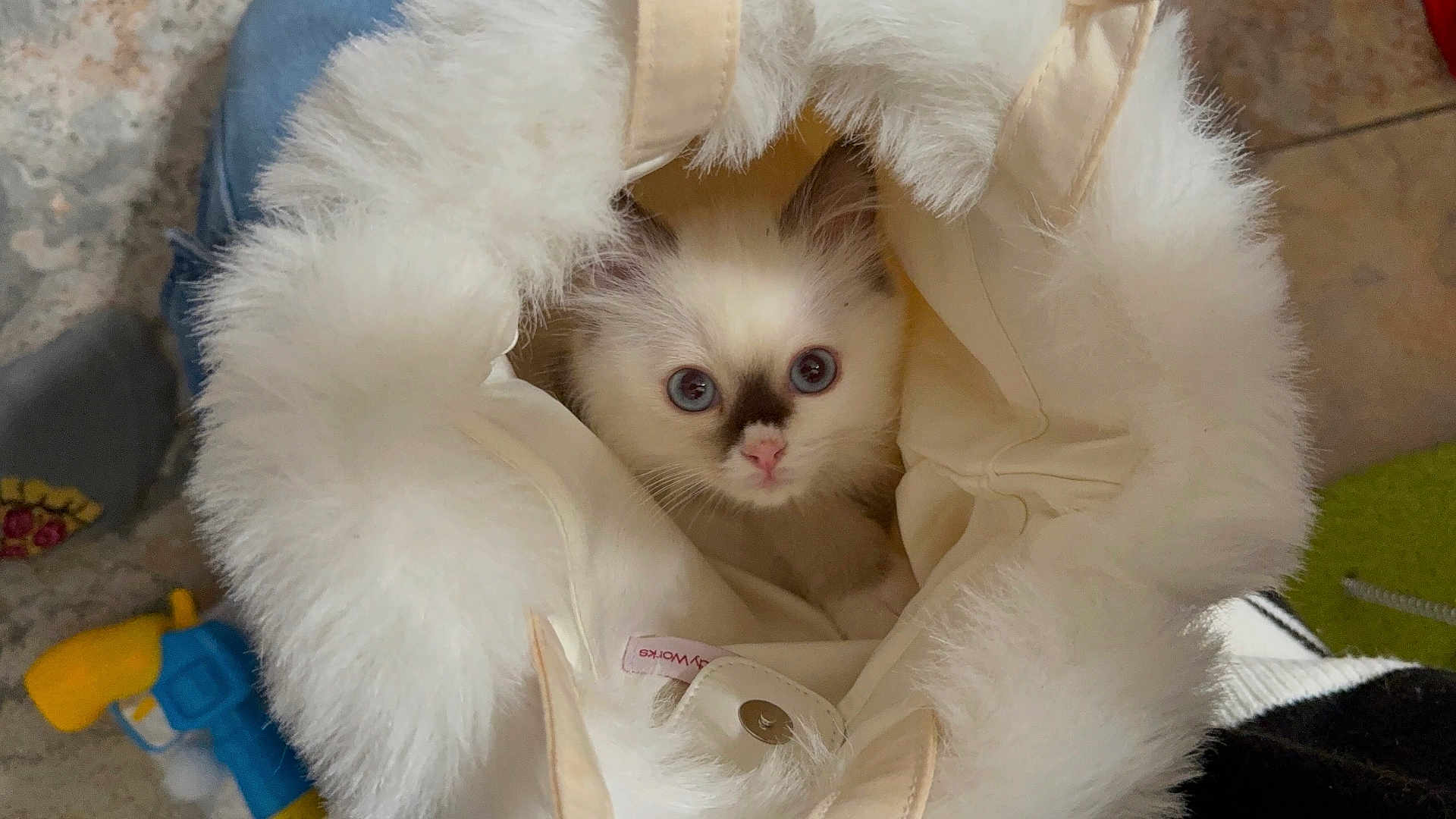 Nilla is registered to the contest to win money with this photo: kitten, cat, blue_eyes, fluffy, fur, coat, white, curious, pet, indoor, cute, small, animal, face, soft, warm, hideout, feline, snug, cozy