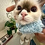 Nilla is registered to the contest to win money with this photo: cat, close_up, pet, fluffy, collar, blue, hand, plant, indoor, curious, cute, animal, feline, whiskers, nose, ears, paws, decor, background, home