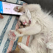 Nilla is registered to the contest to win money with this photo: cat, fluffy, white_cat, pink_paw_pads, stretching, collar, lace, smartphone, chat_app, striped_blanket, indoor, pet, cute, feline, relaxed, paw, tail, closeup, domestic_animal, resting