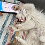 cat, fluffy, white_cat, pink_paw_pads, stretching, collar, lace, smartphone, chat_app, striped_blanket, indoor, pet, cute, feline, relaxed, paw, tail, closeup, domestic_animal, resting