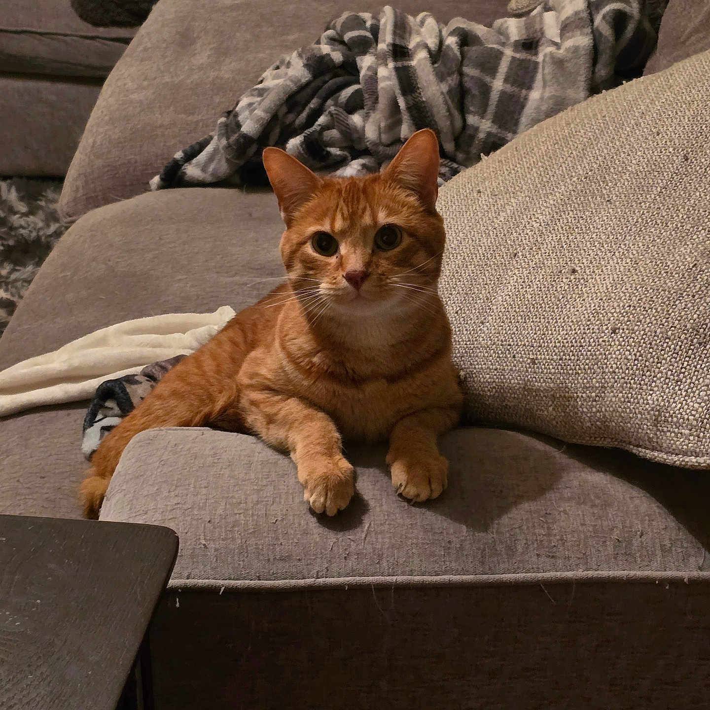 Redbeard joined the competition — help win amazing prizes! abyssinian, animal, architecture, armchair, blanket, building, cat, chair, couch, cushion, furniture, homedecor, indoors, interiordesign, kitten, linen, livingroom, manx, pet, room