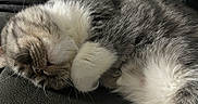 Alicia is registered to the contest to win money with this photo: animal, cat, closeup, comfort, cozy, cute, feline, fur, gray, indoor, napping, paw, pet, relaxed, resting, sleeping, soft, texture, whiskers, white
