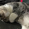 Alicia is registered to the contest to win money with this photo: cat, sleeping, fur, gray, white, paw, cozy, closeup, pet, animal, resting, cute, whiskers, soft, indoor, relaxed, feline, texture, comfort, napping