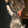 cat, sleeping, cozy, knitted_sweater, orange, blue, gray, white, paw, fur, cute, pet, domestic_animal, resting, indoor, feline, closeup, soft, comfort, animal