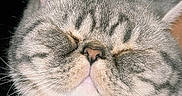 Alicia joined the competition — help win amazing prizes! cat, sleeping, fluffy, whiskers, close_up, pet, feline, cute, relaxed, domestic_animal, soft_fur, resting, animal_face, tabby, indoor, cozy, sleepy, paw, adorable, portrait