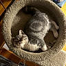 Alicia joined the competition — help win amazing prizes! cat, sleeping, cozy, cat_bed, gray, white, feline, pet, indoor, relaxed, soft, fur, resting, cat_tree, wood_floor, home, cute, animal, comfort, peaceful