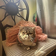 Alicia joined the competition — help win amazing prizes! cat, feline, tutu, pink, dress, chair, striped, cushion, indoor, pet, animal, fur, whiskers, window, light, decorative_chair_back, resting, cute, grumpy_face, domestic