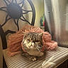 cat, feline, tutu, pink, dress, chair, striped, cushion, indoor, pet, animal, fur, whiskers, window, light, decorative_chair_back, resting, cute, grumpy_face, domestic