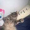 Pepper joined the competition — help win amazing prizes! cat, fluffy, gray_cat, sleeping, pillow, love_text, stuffed_toy, blue_eyes, pink_ears, bed, relaxed, cozy, indoor, furry_pet, cute, animal, resting, soft, comfort, nap
