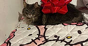 Pepper joined the competition — help win amazing prizes! cat, gray_cat, fluffy_cat, red_bow, hello_kitty, quilt, bed, indoor, pet, animal, feline, cute, cozy, gift, decor, relaxed, lying_down, whiskers, ears, fur