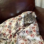 Pepper joined the competition — help win amazing prizes! cat, blanket, paw_prints, leather_couch, cozy, gray_cat, indoor, pet, fur, animal, snug, relaxed, cute, comfort, resting, feline, home, soft_texture, wrapped, sitting