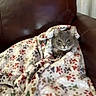 cat, blanket, paw_prints, leather_couch, cozy, gray_cat, indoor, pet, fur, animal, snug, relaxed, cute, comfort, resting, feline, home, soft_texture, wrapped, sitting