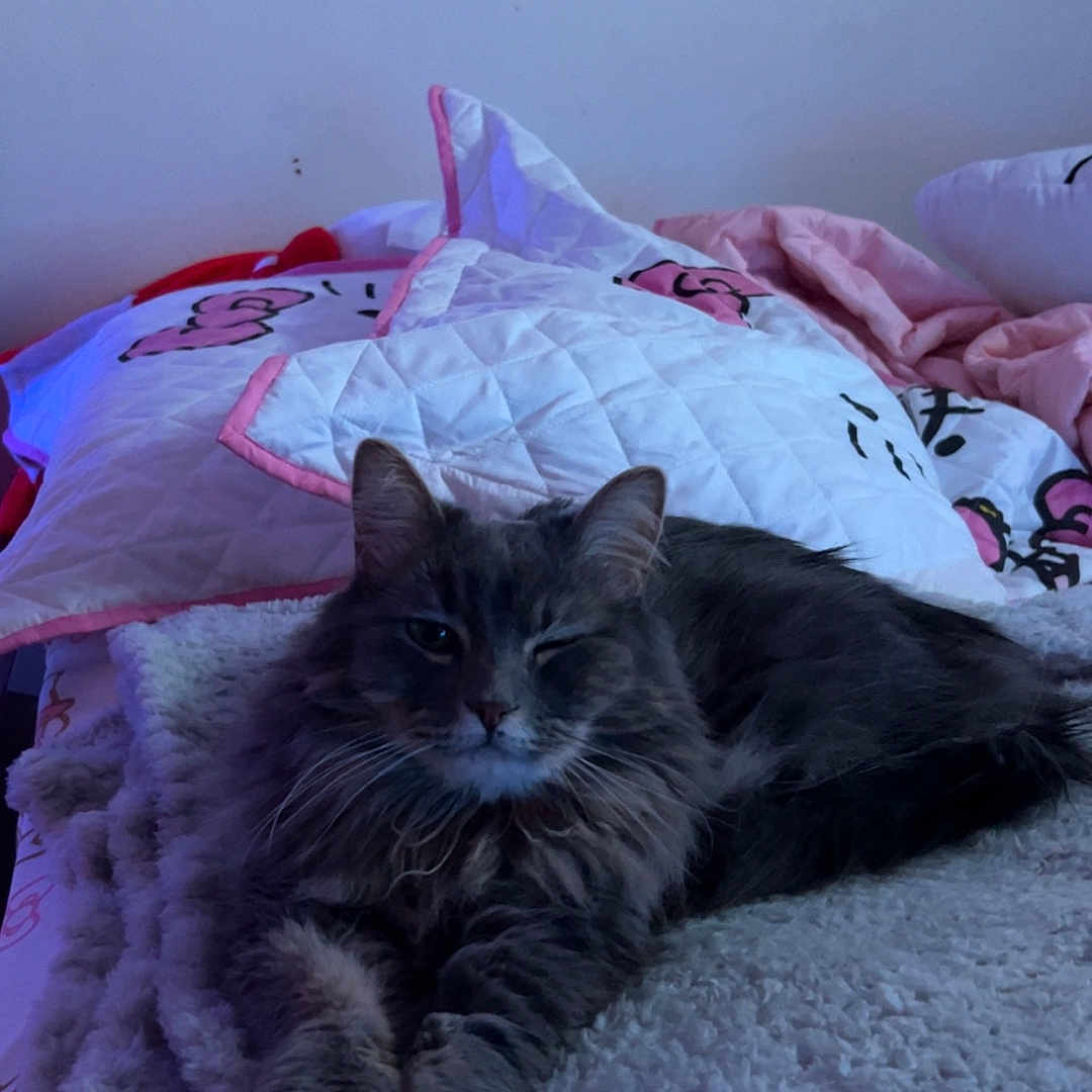 Pepper is registered to the contest to win money with this photo: cat, gray_cat, fluffy, winking, bed, blanket, pillow, quilt, indoor, relaxed, pet, feline, cute, cozy, fur, animal, resting, soft, home, comfort