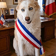 Inaya participe au concours pour gagner de l'argent avec cette photo : dog, blue_eyes, sash, tricolor, office, desk, flag, french_flag, european_flag, portrait_frame, lamp, wooden_floor, fur, sitting, paws, ribbon, political_office, table, books, chair