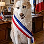 dog, blue_eyes, sash, tricolor, office, desk, flag, french_flag, european_flag, portrait_frame, lamp, wooden_floor, fur, sitting, paws, ribbon, political_office, table, books, chair