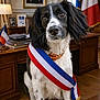 dog, pet, spaniel, tricolor_sash, french_flag, office, desk, portrait, framed_photo, lamp, wood_floor, collar, close_up, brown_eyes, indoor, furniture, papers, ribbon, official, chair
