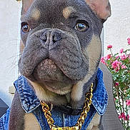 Chacho is registered to the contest to win money with this photo: french_bulldog, puppy, dog, denim_vest, gold_chain, boss_pendant, outdoor, flowers, pink_flowers, pet, cute, small_dog, canine, fur, ears, paw, close_up, sitting, collar, animal