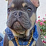 french_bulldog, puppy, dog, denim_vest, gold_chain, boss_pendant, outdoor, flowers, pink_flowers, pet, cute, small_dog, canine, fur, ears, paw, close_up, sitting, collar, animal