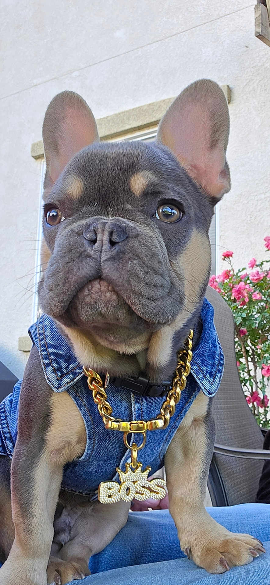 Chacho