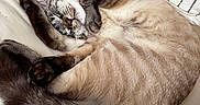 Winston joined the competition — help win amazing prizes! cat, sleeping, curled_up, fur, striped_pillow, white_surface, cozy, indoor, pet, relaxation, cute, animal, whiskers, tail, paw, napping, soft, comfort, domestic, feline