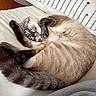 cat, sleeping, curled_up, fur, striped_pillow, white_surface, cozy, indoor, pet, relaxation, cute, animal, whiskers, tail, paw, napping, soft, comfort, domestic, feline