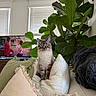 Winston joined the competition — help win amazing prizes! cat, blue_eyes, couch, pillows, plant, indoor, living_room, television, green_leaves, cozy, feline, pet, home, decor, relaxed, seated, looking_at_camera, fur, window_blinds, natural_light