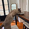 Winston is registered to the contest to win money with this photo: cat, chair, table, bowl, wooden_floor, mirror, indoor, window, door, furniture, pet, animal, curious, stretching, domestic, home, light, reflection, interior, drinking