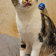 Gema a rejoint le concours — aidez-le/la à gagner de superbes lots ! cat, tabby, white_fur, green_eyes, tongue_out, pet, indoor, curious, sitting, whiskers, toy, blue_ball, fabric, fur_pattern, cute, animal, feline, close_up, wall, playful