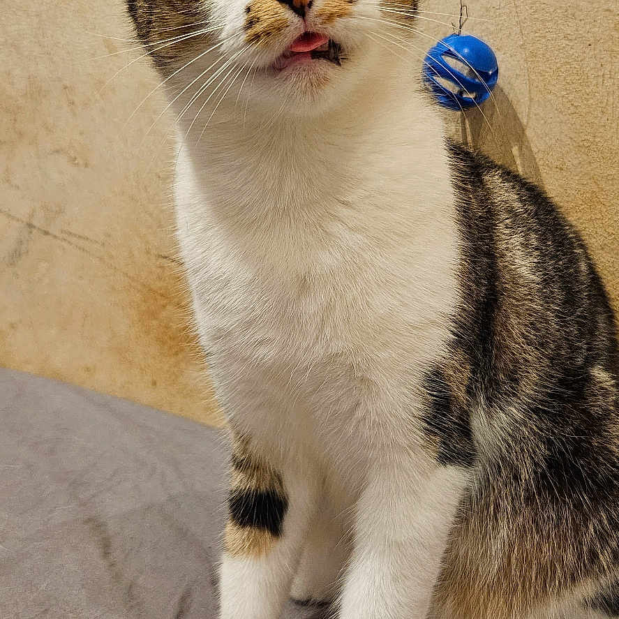 Gema a rejoint le concours — aidez-le/la à gagner de superbes lots ! animal, blue_ball, cat, close_up, curious, cute, fabric, feline, fur_pattern, green_eyes, indoor, pet, playful, sitting, tabby, tongue_out, toy, wall, whiskers, white_fur