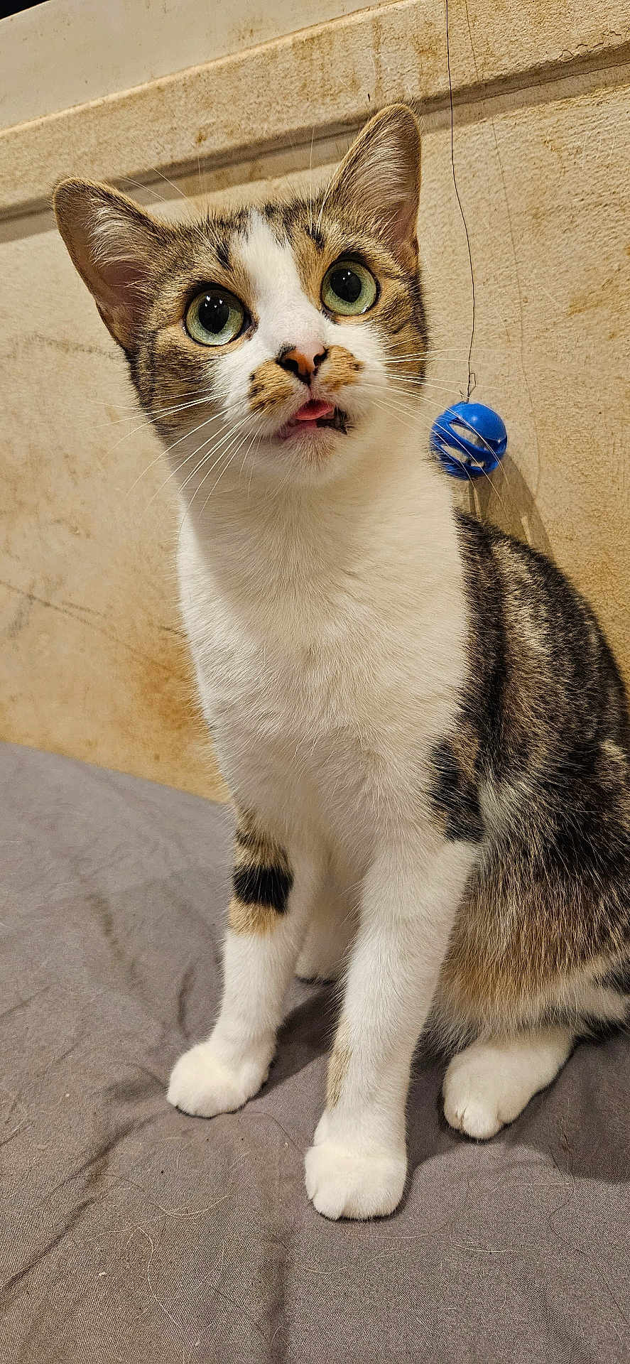 Gema a rejoint le concours — aidez-le/la à gagner de superbes lots ! cat, tabby, white_fur, green_eyes, tongue_out, pet, indoor, curious, sitting, whiskers, toy, blue_ball, fabric, fur_pattern, cute, animal, feline, close_up, wall, playful