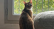 éos participe au concours pour gagner de l'argent avec cette photo : cat, tabby_cat, indoor, window, daylight, wooden_floor, knitted_pouf, carpet, greenery, plant, pet, feline, sitting, looking, home, cozy, relaxation, natural_light, quiet, domestic